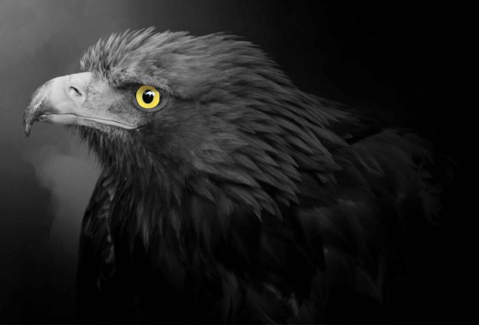 Картинка большой золотой орел черно-белое фото