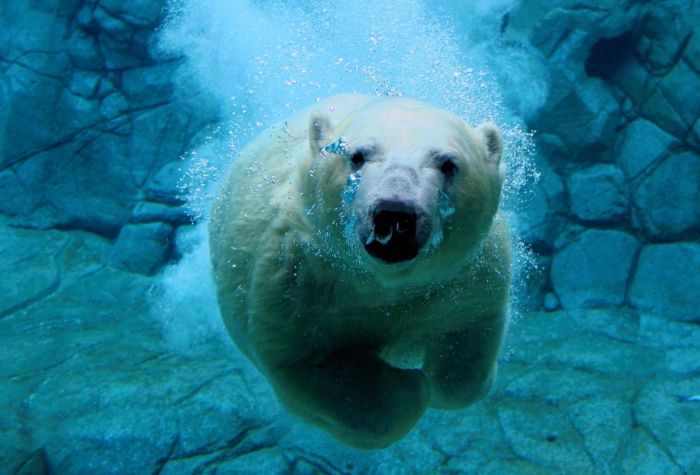 Картинка белый медведь плывет под водой