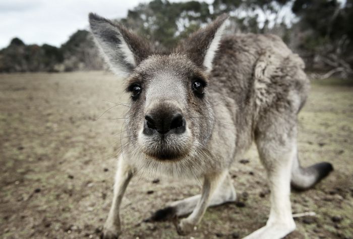 Картинка любопытный кенгуру прикольное фото животного