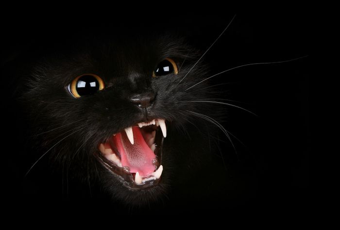 Картинка оскал, клыки, злая, яростная черная кошка