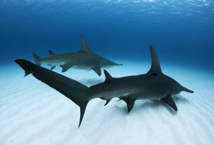 Картинка акула молот плавает на дне океана