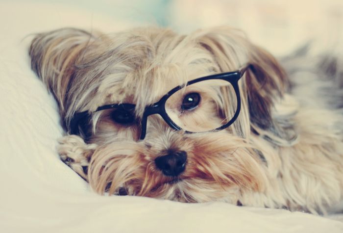 Картинка Йоркширский терьер, собака лежит в очках
