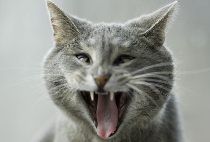 Картинка прикольная морда зевающего кота