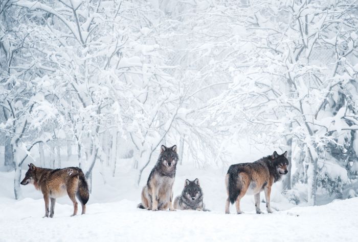 Картинка волки в белоснежном лесу, зима, деревья в снегу