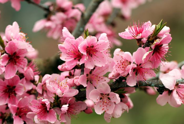 Картинка розовые цветы цветут на ветке, весна, расцвет природы