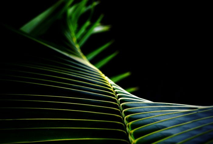 Картинка лист пальмы
