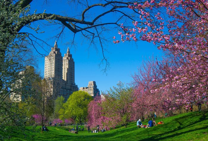 Картинка центральный парк Нью Йорка весной