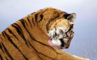 тигр умывается языком, вид сбоку