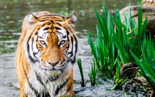 бенгальский тигр, животное стоит в воде