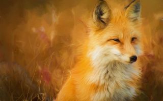 рыжая лисица, красивое фото, живопись