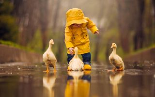ребенок играет с маленькими гусятами в дождливую погоду