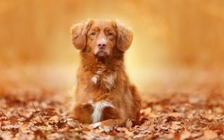 рыжий пес, собака лежит на опавших листьях осени