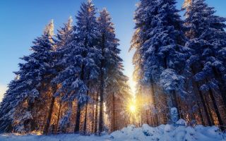 деревья в снегу, ёлки в лесу, лучи солнца, зима