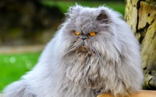 пушистый персидский кот, злой и хмурый