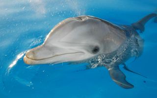 дельфин на поверхности воды