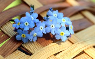 нежные, голубые цветы незабудки