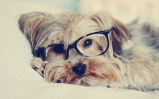 Йоркширский терьер, собака лежит в очках
