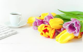 тюльпаны на белоснежном столе