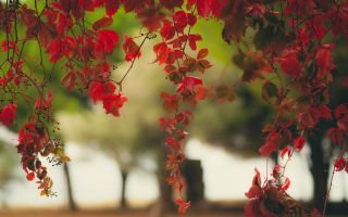 багряные листья винограда