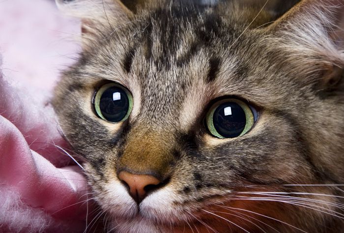 Картинка красивая мордочка кота с большими глазами