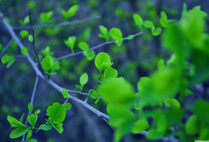 Картинка ветки с весенними растущими зелеными листьям