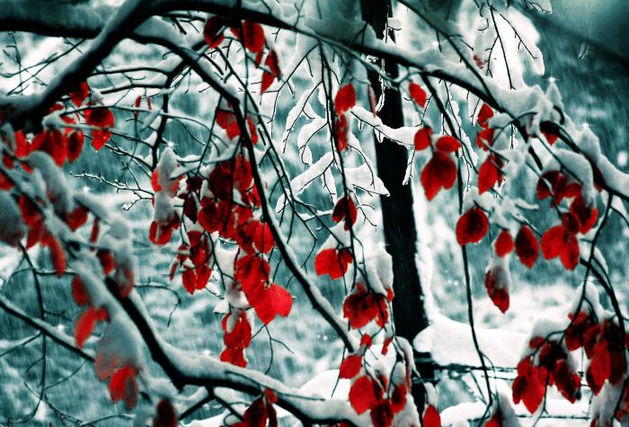 Картинка снег на ветке с красными листьями