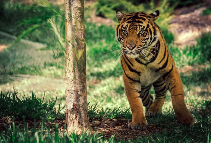 Картинка тигр в дикой природе