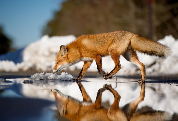 Картинка красивая лиса зимой, отражение лисы в воде
