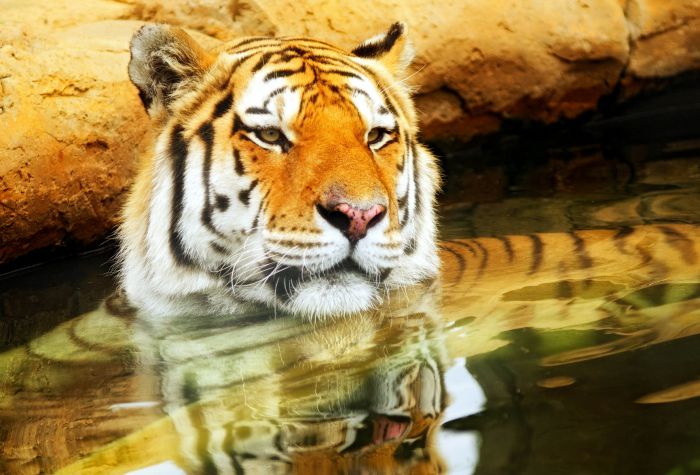 Картинка тигр сидит в воде