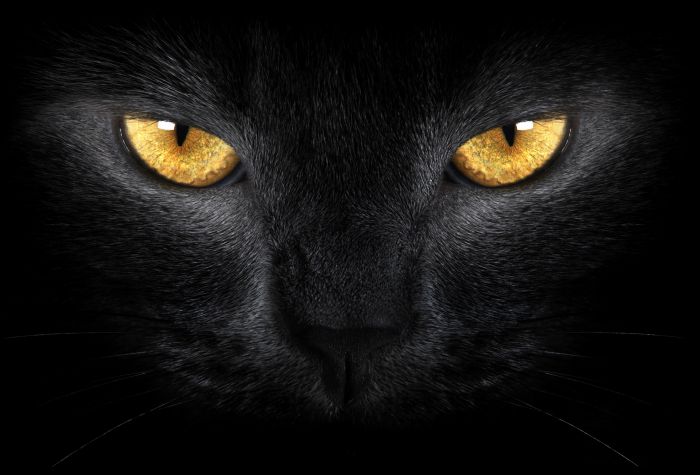 Картинка морда черной кошки с яркими глазами