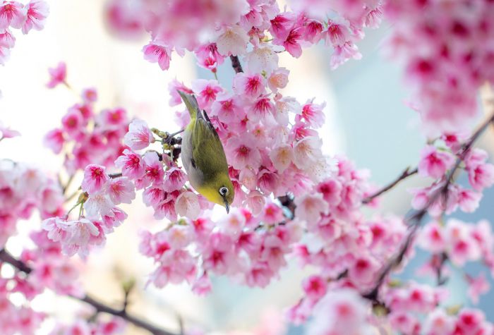 Картинка расцветающие ветки сакуры и птичка японская белоглазка