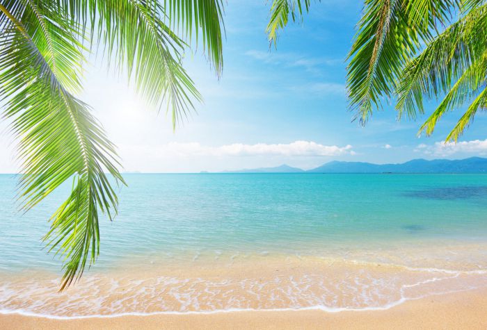 Картинка пляж, отдых, лето, на берегу океана, ветки пальмы