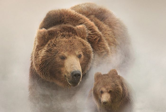 Картинка большой бурый медведь и маленький медвежонок в тумане