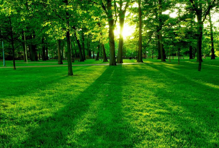Картинка зеленый летний парк, деревья, трава, светит солнце