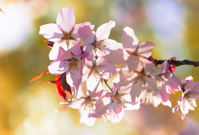 Картинка весеннее цветение вишни, цветочки на ветке