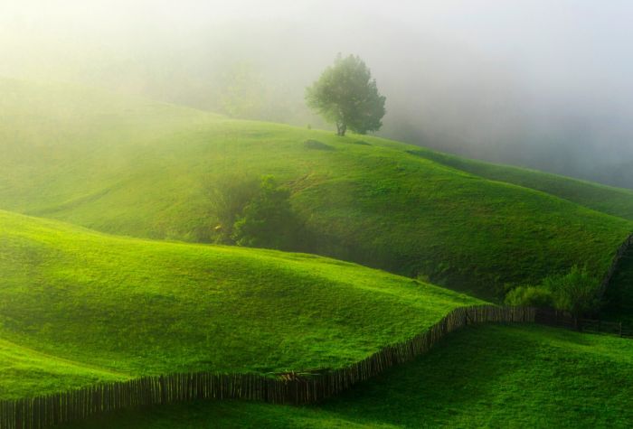 Картинка зеленые холмы покрыты травой и окутаны туманом