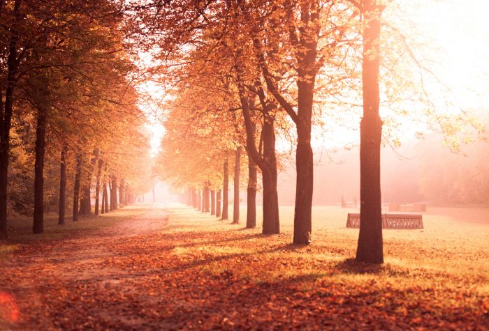 Картинка осень в парке, яркий солнечный свет, осенняя аллея