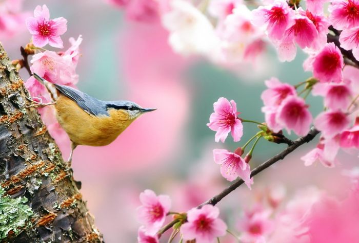 Картинка сакура весеннее цветение и птичка на ветке