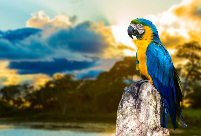 Картинка красивая птица, желто-синий попугай Ара