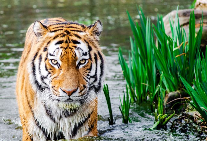 Картинка бенгальский тигр, животное стоит в воде