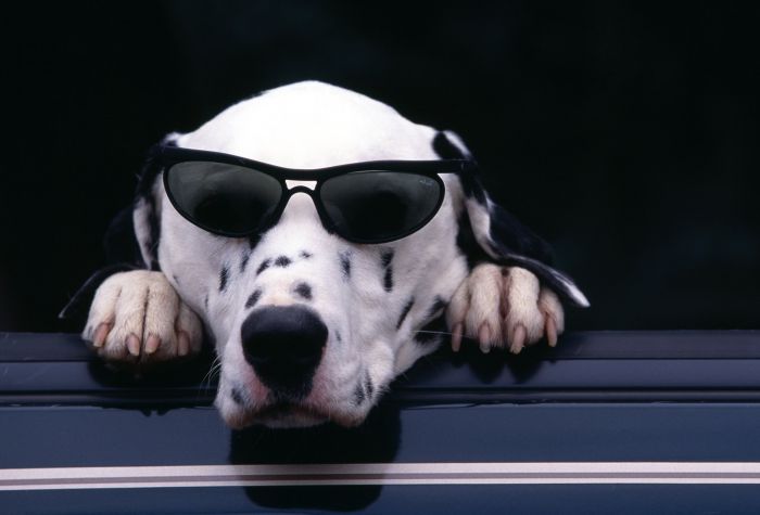 Картинка собака в очках, прикол, фото