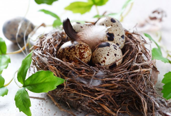 Картинка гнездо с яйцами, перья, зеленые листочки