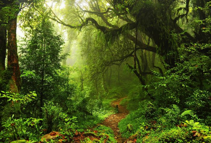 Картинка тропинка через густой, дремучий, зеленый лес, природа, лето