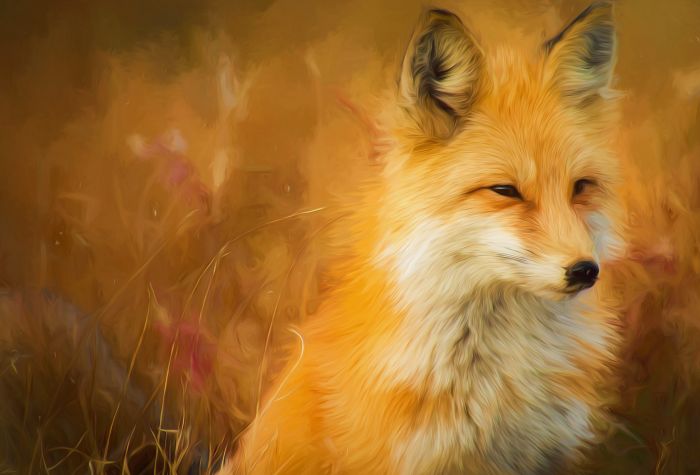 Картинка рыжая лисица, красивое фото, живопись