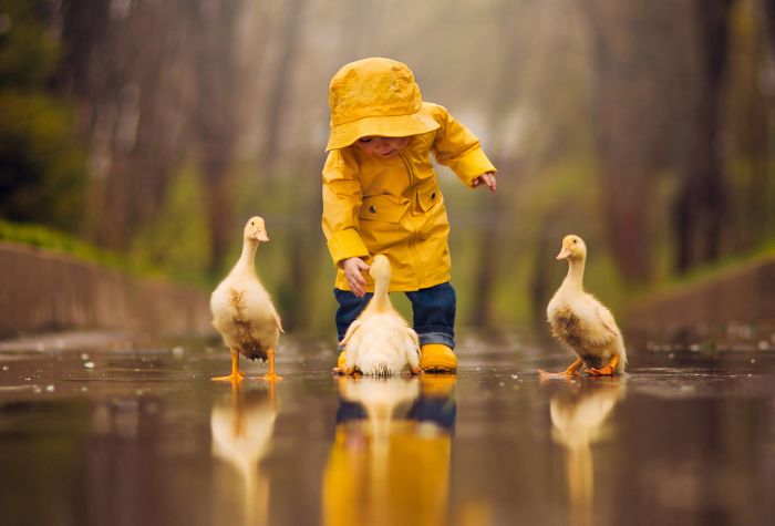Картинка ребенок играет с маленькими гусятами в дождливую погоду