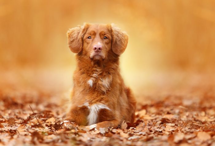 Картинка рыжий пес, собака лежит на опавших листьях осени