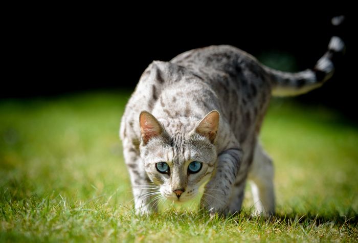 Картинка кошка, голубые глаза, зеленая трава
