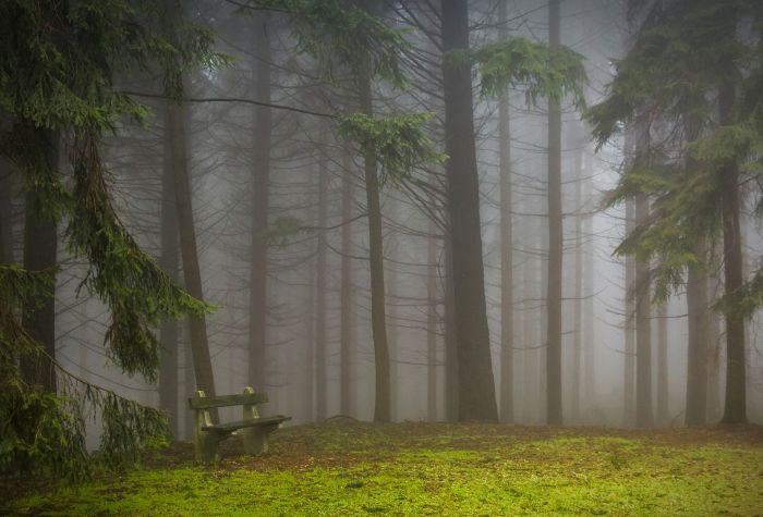 Картинка мрачный зеленый лес окутанный туманом, высокие деревья