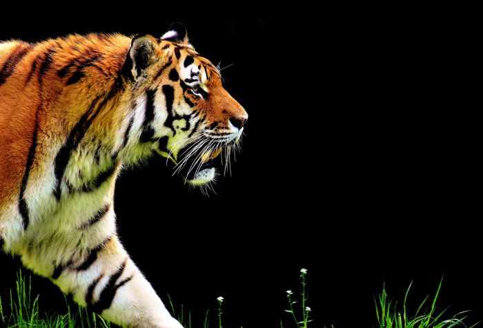 Картинка тигр шагает по траве, хищник, животное, черный фон