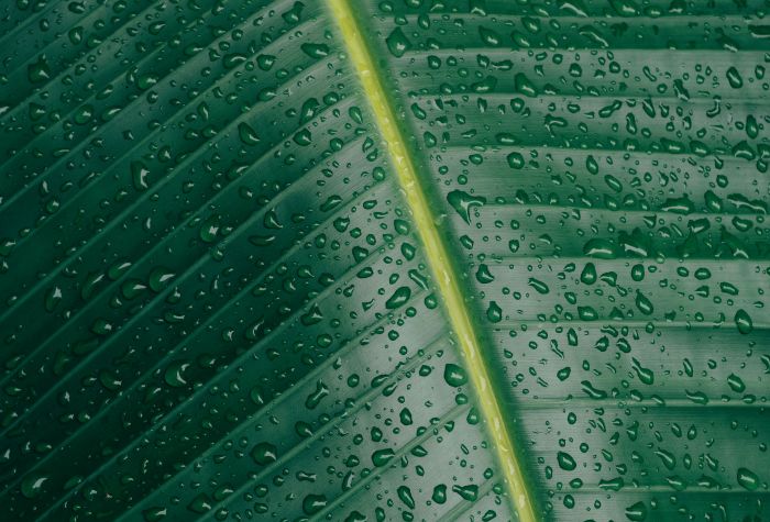 Картинка капли росы на большом зеленом листе, макро фото